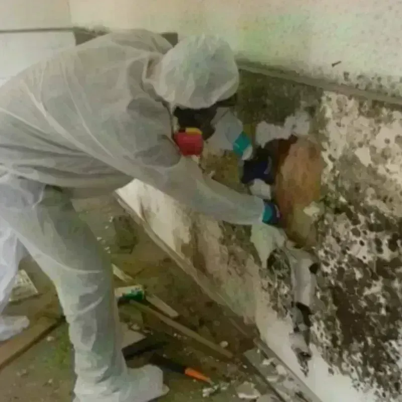 Mold Remediation and Removal in San Pasqual, CA